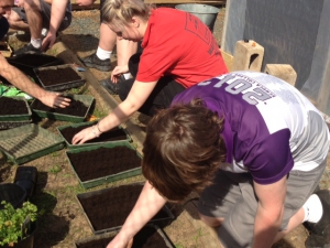 Vegetable Garden