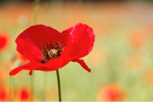 poppy copy