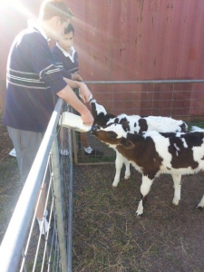 cows
